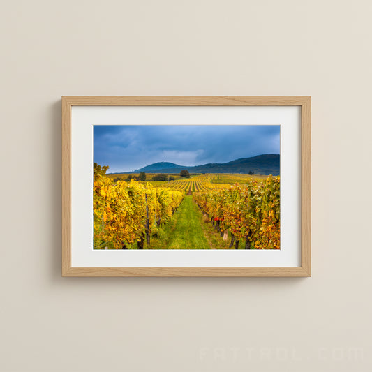 Autumn vineyards in Alsace, France — golden vines under dramatic skies, fine art photography print.