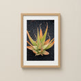 Bild in Galerie-Betrachter laden, Aloe plant with green and amber leaves growing in volcanic sand on Lanzarote.