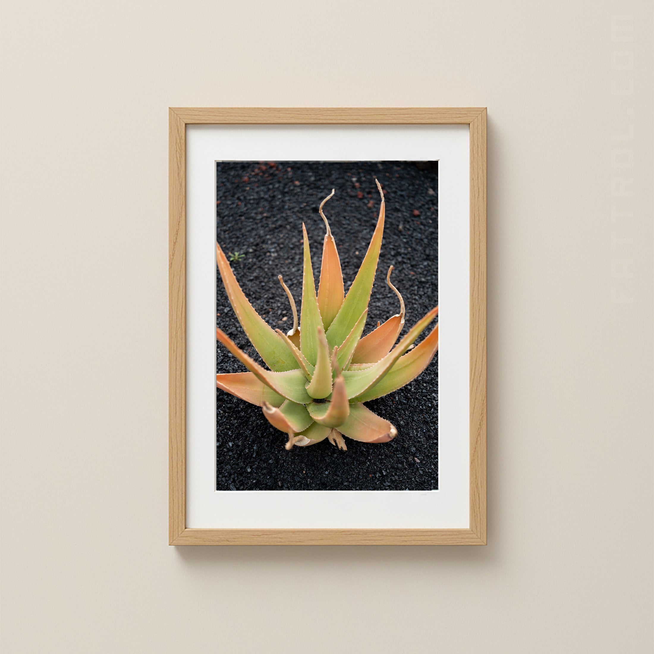 Aloe plant with green and amber leaves growing in volcanic sand on Lanzarote.