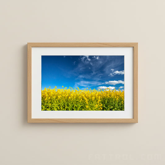 Golden Fields of Umbria – Italian Countryside Fine Art Photography Print