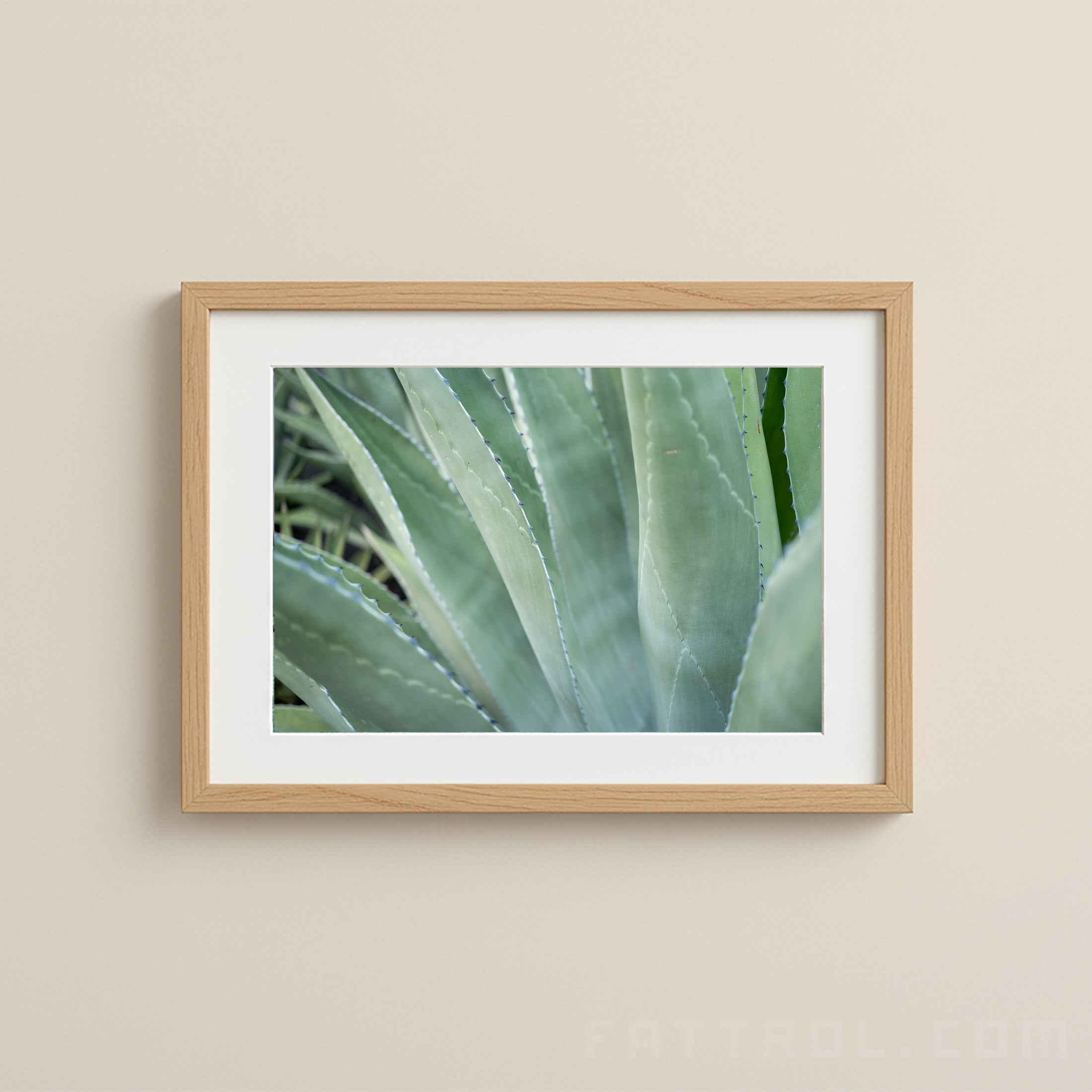 Close-up of a green cactus photographed in soft natural light.