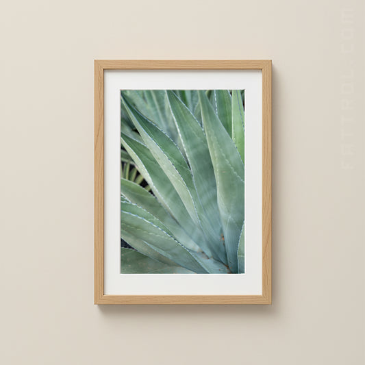 Fine art close-up photograph of agave leaves in soft natural light.