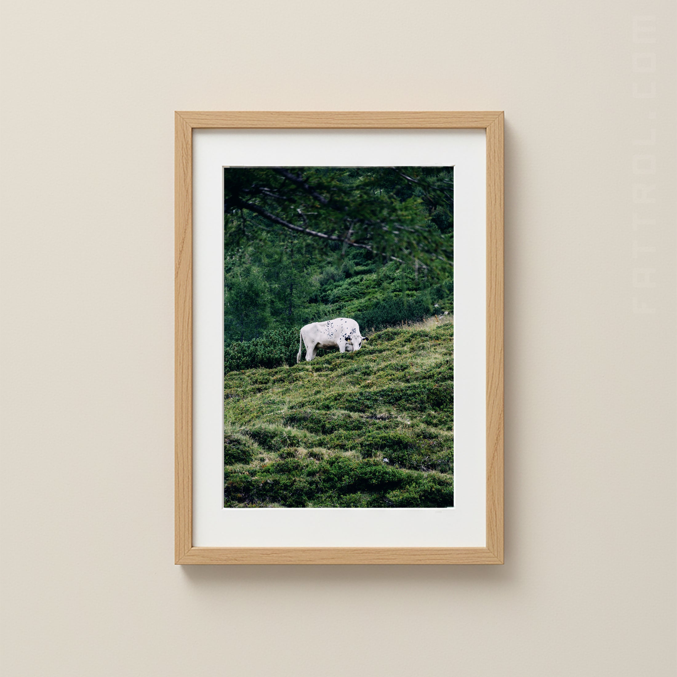 White cow grazing on a green alpine hillside in the Austrian Alps.