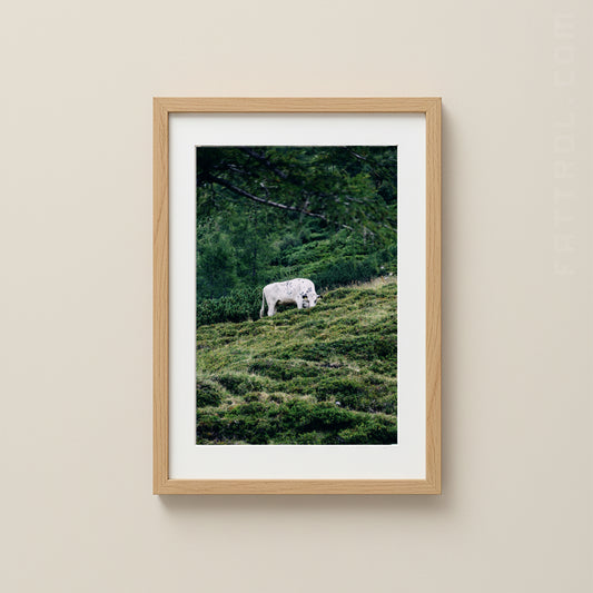 White cow grazing on a green alpine hillside in the Austrian Alps.