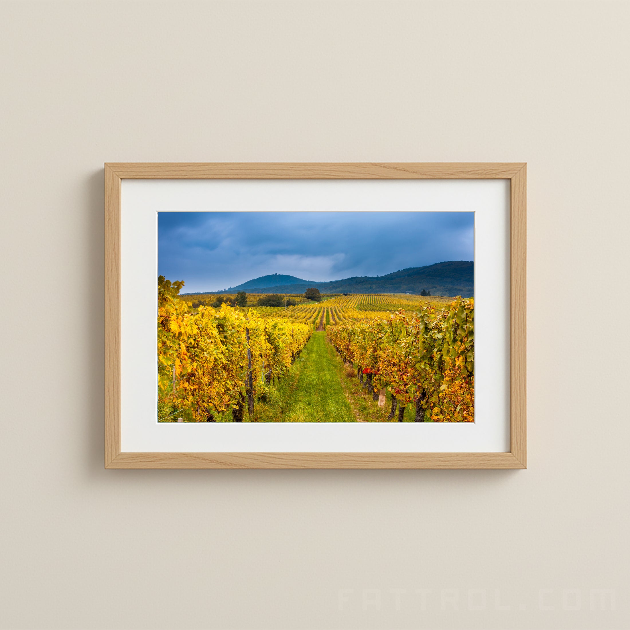 Autumn vineyards in Alsace, France — golden vines under dramatic skies, fine art photography print.