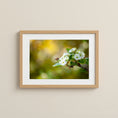 Load image into Gallery viewer, Honeybee hovering near white spring blossoms in warm sunlight.
