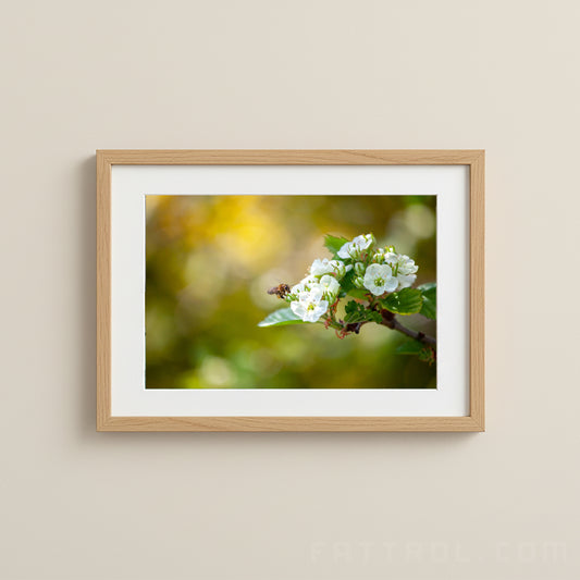 Honeybee hovering near white spring blossoms in warm sunlight.