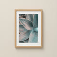 Load image into Gallery viewer, Close-up photograph of a blue succulent in soft light.
