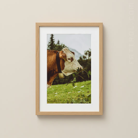 Framed photograph of a cow eating grass on a wall.