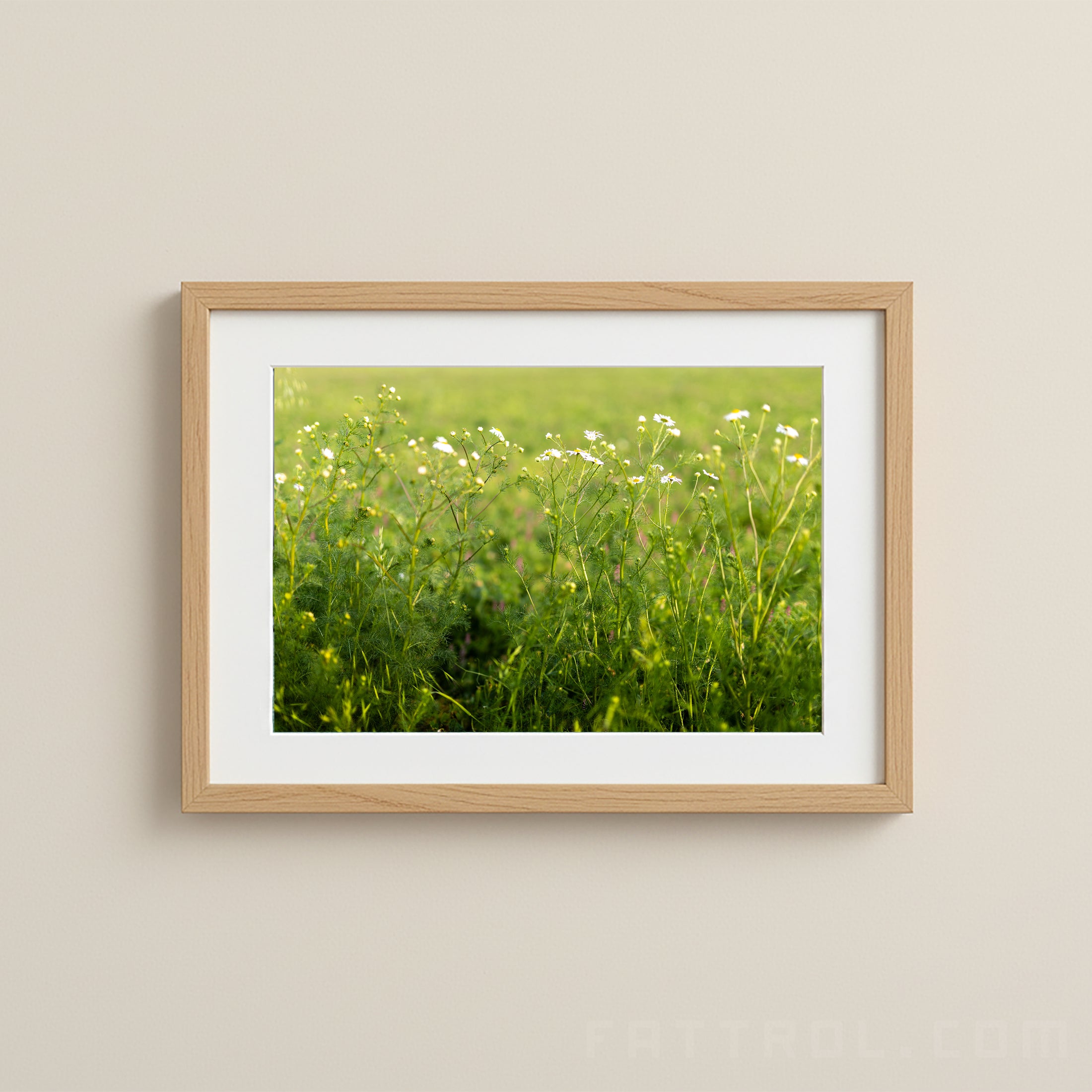 Chamomile Field — Moravia Fine Art Print