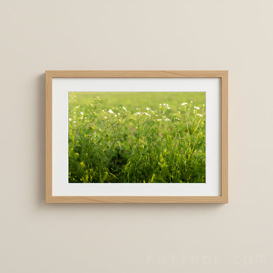 Chamomile Field — Moravia Fine Art Print
