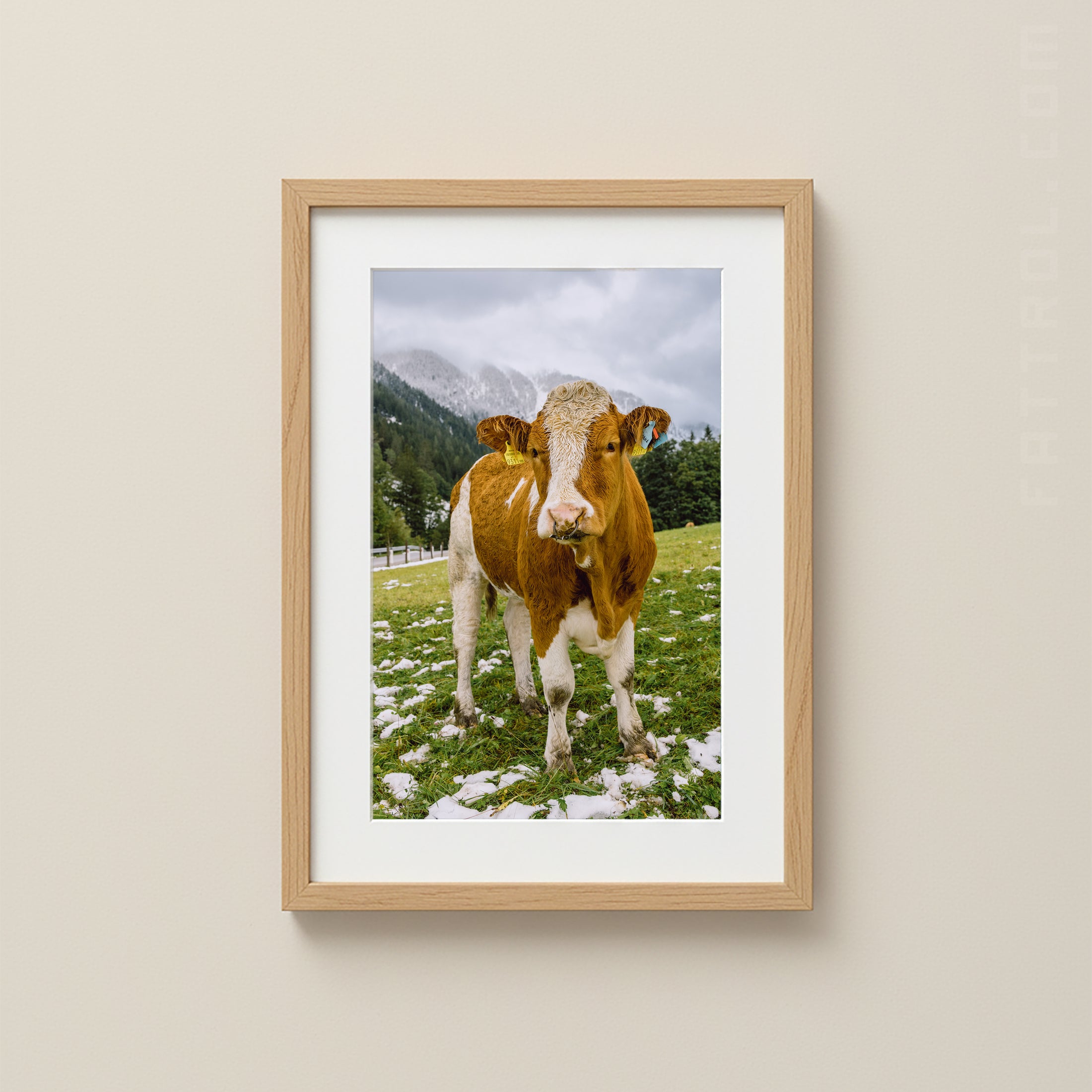 Cow in the Austrian Alps – Fine Art Photography Print