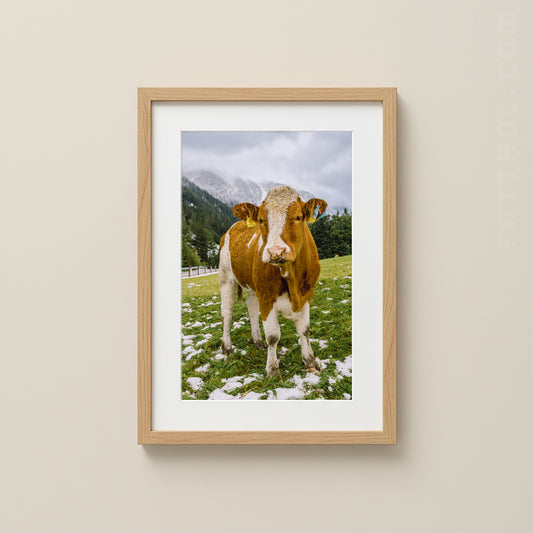 Cow in the Austrian Alps – Fine Art Photography Print