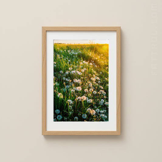 Fine art photo of wild dandelions lit by warm sunlight.