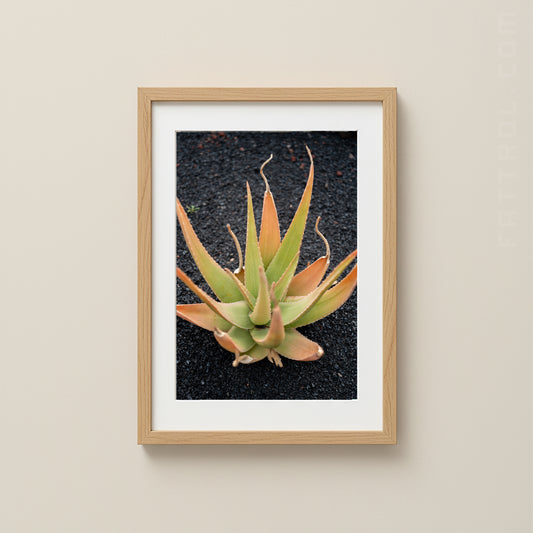 Aloe plant with green and amber leaves growing in volcanic sand on Lanzarote.