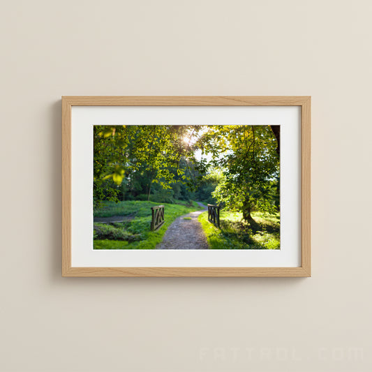 Czech forest fine art photography print