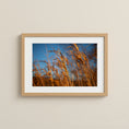 Load image into Gallery viewer, Golden Field Grasses – Nature Fine Art Photography Print
