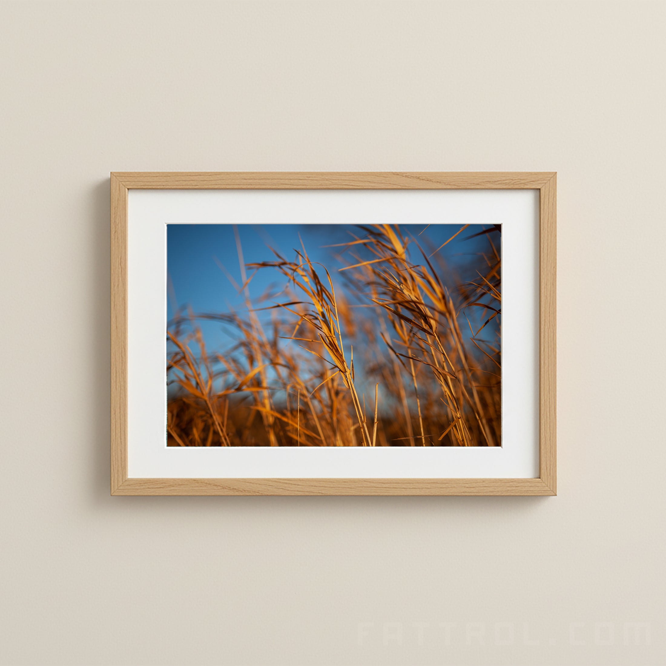 Golden Field Grasses – Nature Fine Art Photography Print