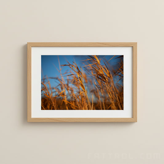 Golden Field Grasses – Nature Fine Art Photography Print