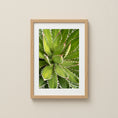 Load image into Gallery viewer, Fine art close-up of a green agave plant with soft natural light.
