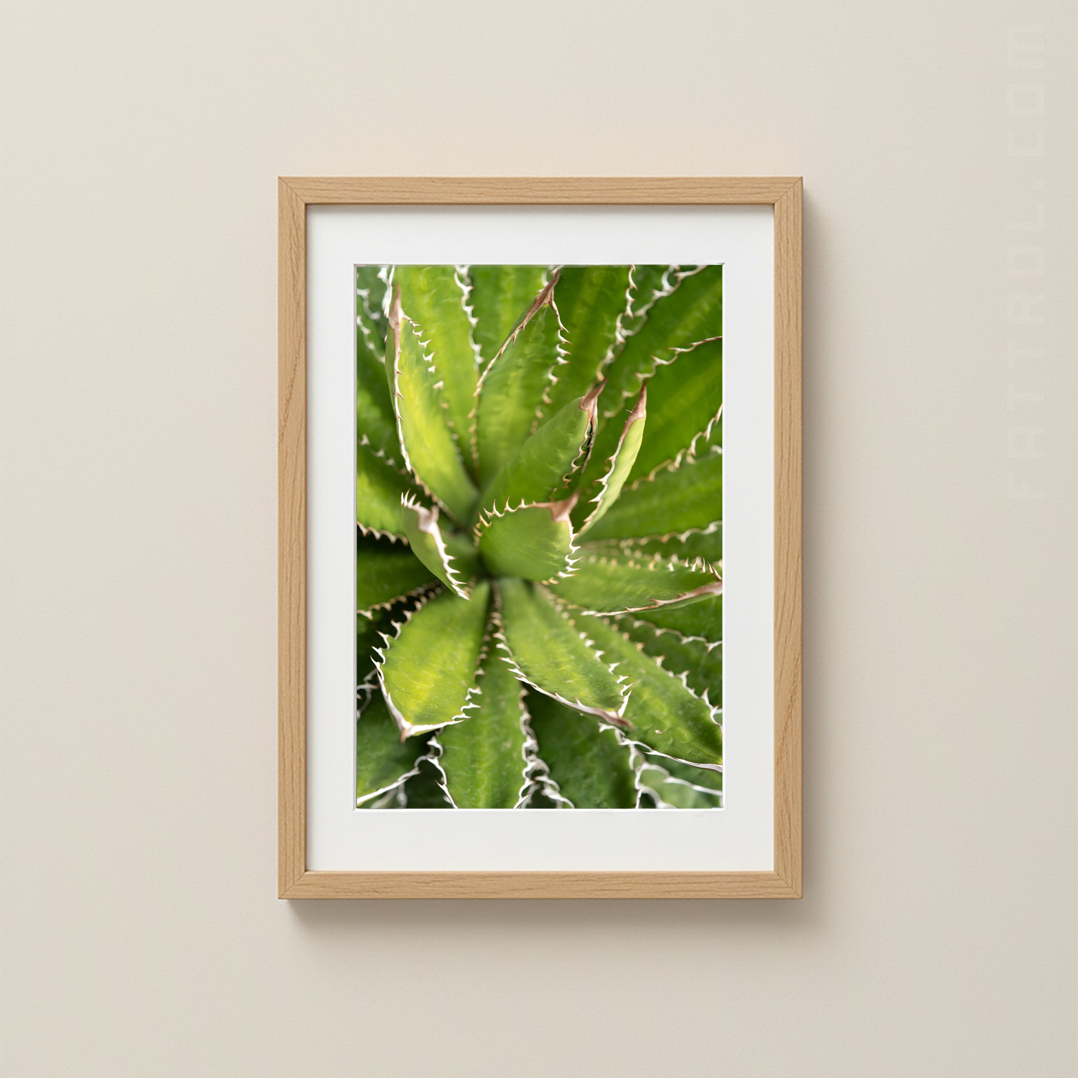 Fine art close-up of a green agave plant with soft natural light.