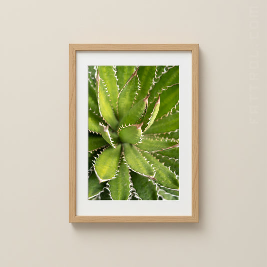 Fine art close-up of a green agave plant with soft natural light.