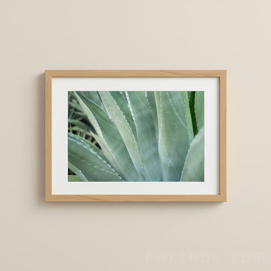 Close-up of a green cactus photographed in soft natural light.