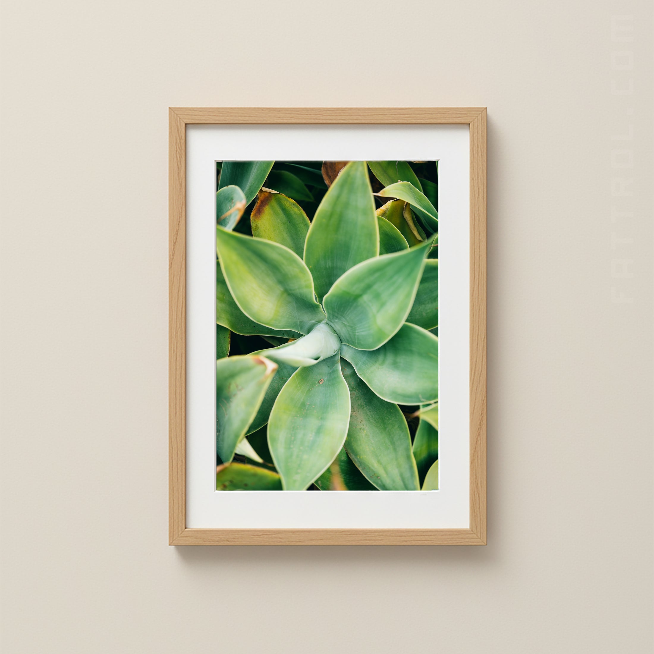 Close-up of green succulent leaves in natural light.