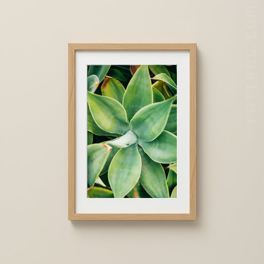 Close-up of green succulent leaves in natural light.