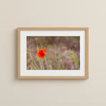 Load image into Gallery viewer, Poppy Flower in Tuscany – Fine Art Photography Print
