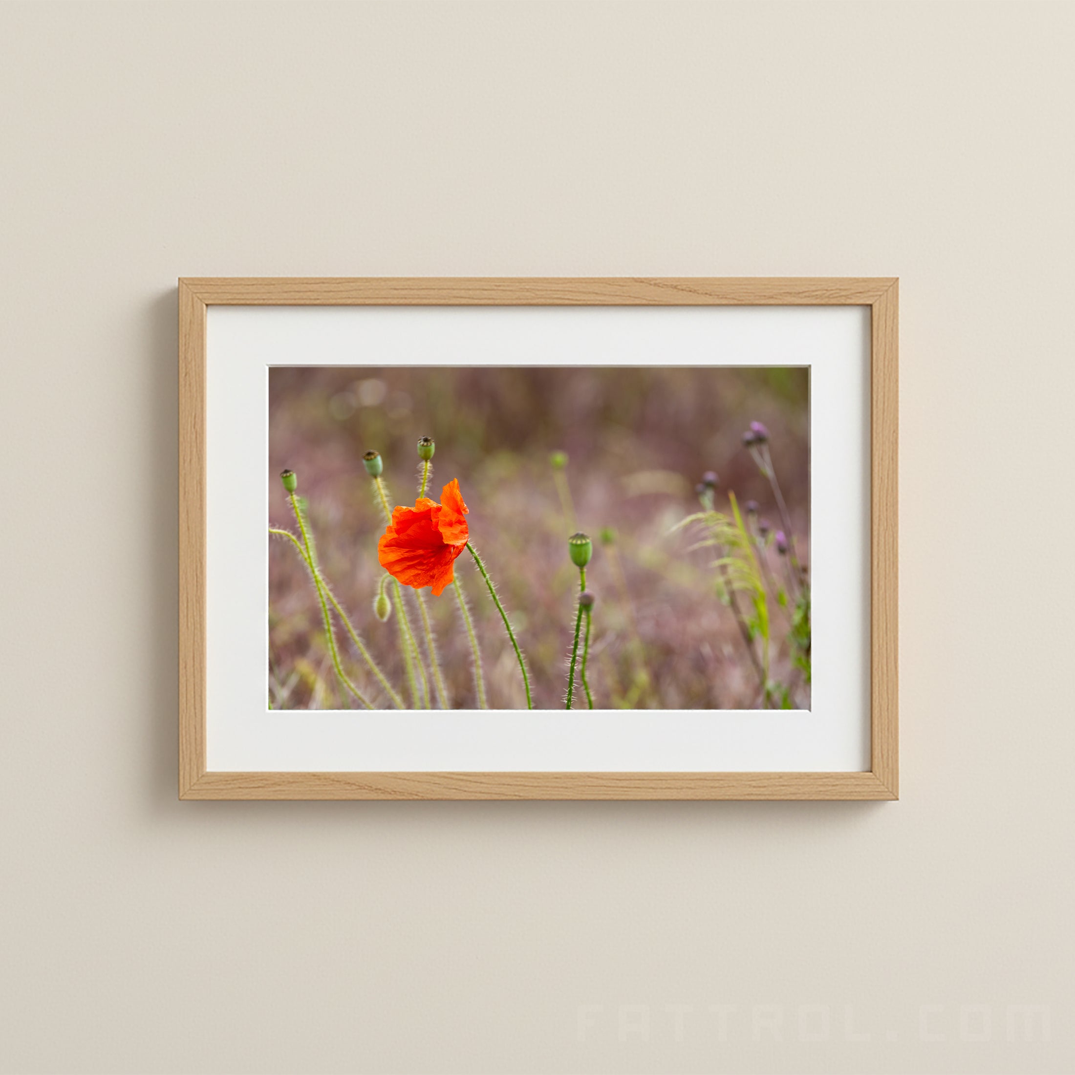 Poppy Flower in Tuscany – Fine Art Photography Print