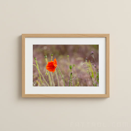 Poppy Flower in Tuscany – Fine Art Photography Print