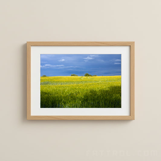 Summer Wheat Field — Moravia Fine Art Print