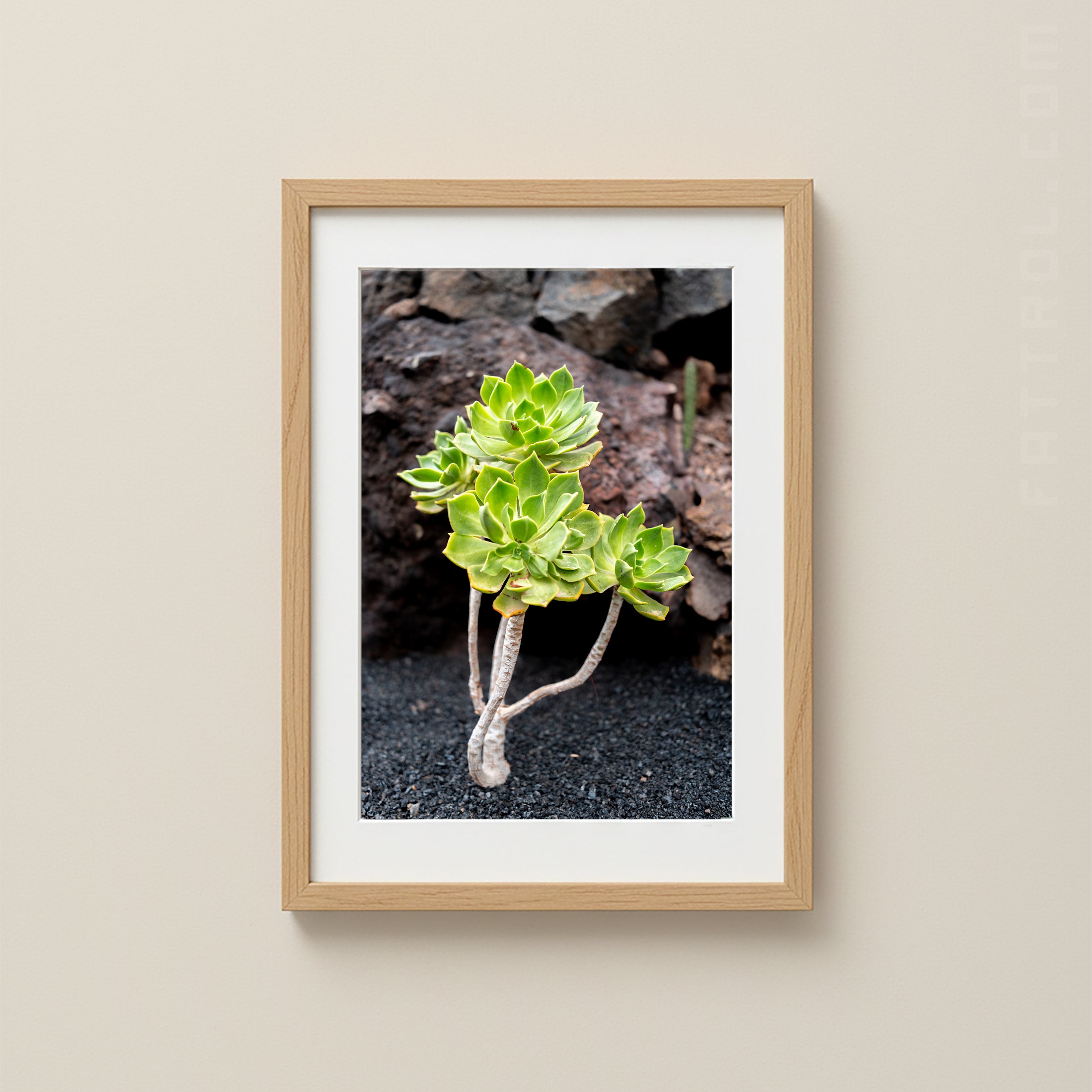Aeonium succulent growing in volcanic soil on Lanzarote.