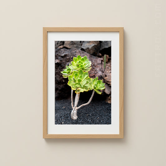 Aeonium succulent growing in volcanic soil on Lanzarote.