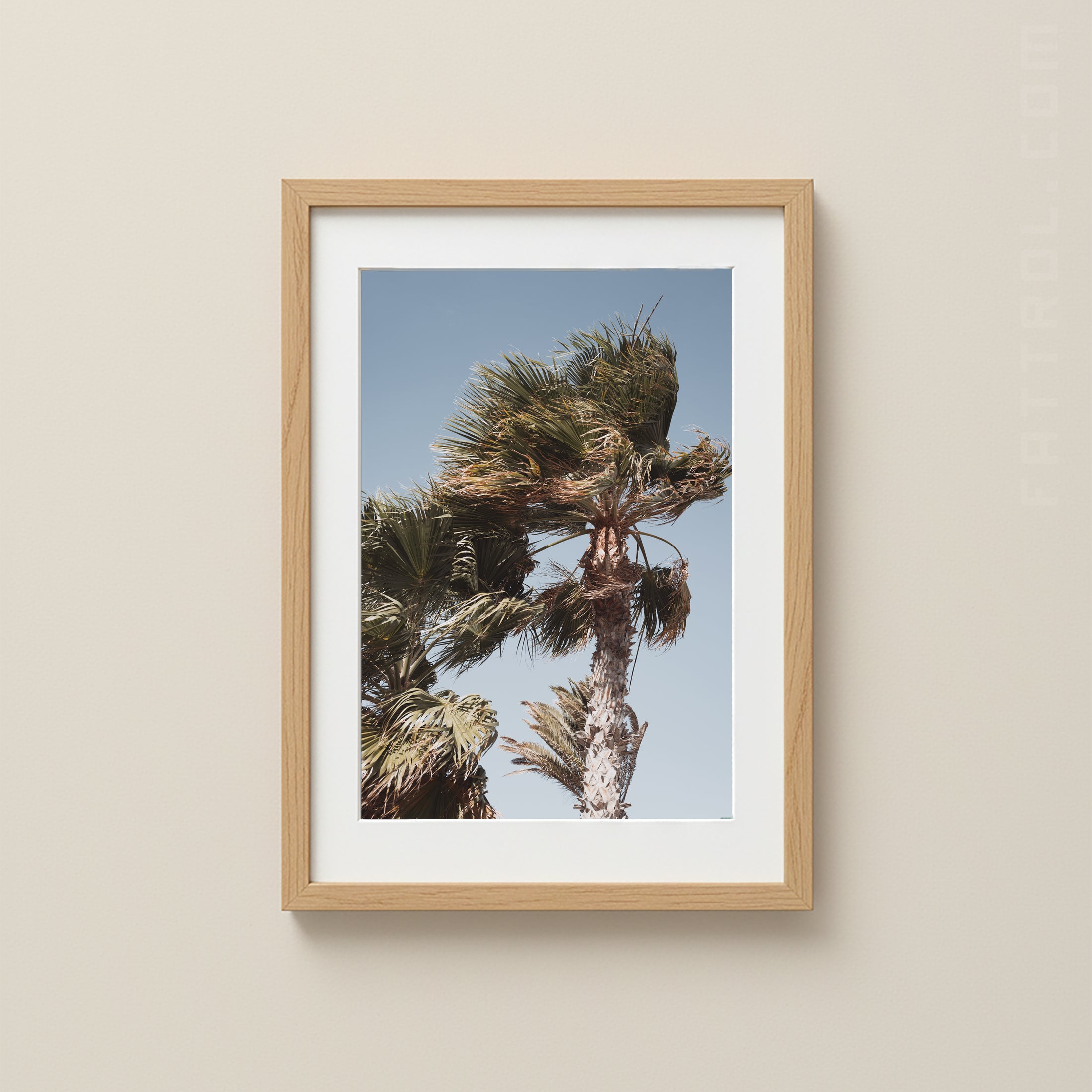 Windblown Palm — Lanzarote Fine Art Print