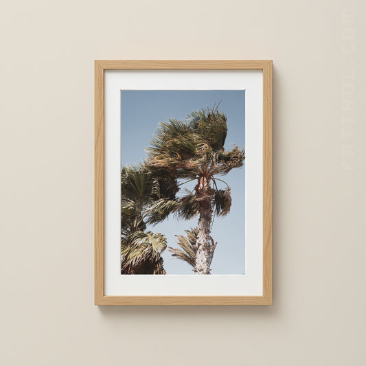 Windblown Palm — Lanzarote Fine Art Print
