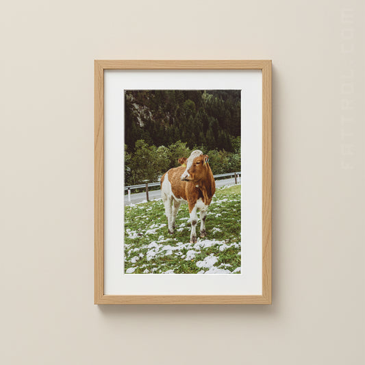 Winter in the Mountains – Alpine Cow Fine Art Photography Print