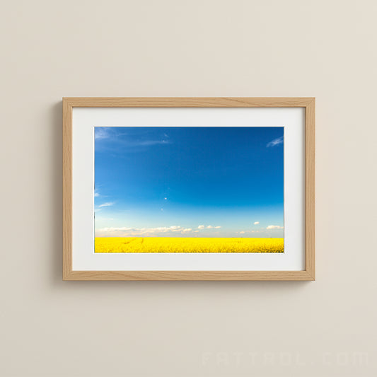 Vibrant yellow canola field beneath a bright blue sky.