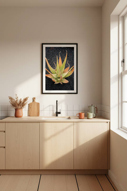 Close-up photograph of a desert aloe plant with orange and green leaves on dark volcanic rock, perfect for modern botanical wall art