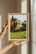 Load image into Gallery viewer, Framed picture of a cow in a field held by a person against a neutral wall.

