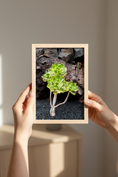 Load image into Gallery viewer, Minimalist succulent wall art featuring aeonium on black lava stones, ideal for home decor

