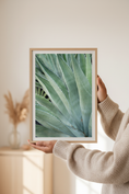 Load image into Gallery viewer, Fine art print featuring the textured green leaves of an agave plant in soft natural light
