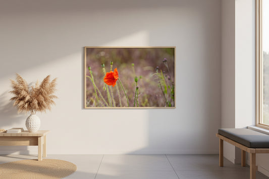 Poppy Flower in Tuscany – Fine Art Photography Print