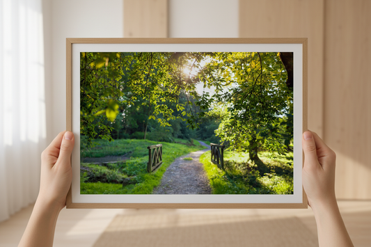Peaceful forest path under sunlight, perfect nature photo print for wall art.