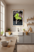 Load image into Gallery viewer, Vibrant green aeonium succulent captured in natural light, available as a photo print
