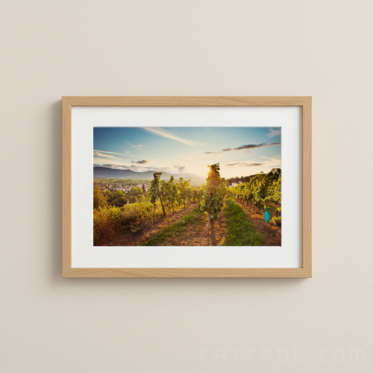 Alsace Vineyard — Obernai Fine Art Print
